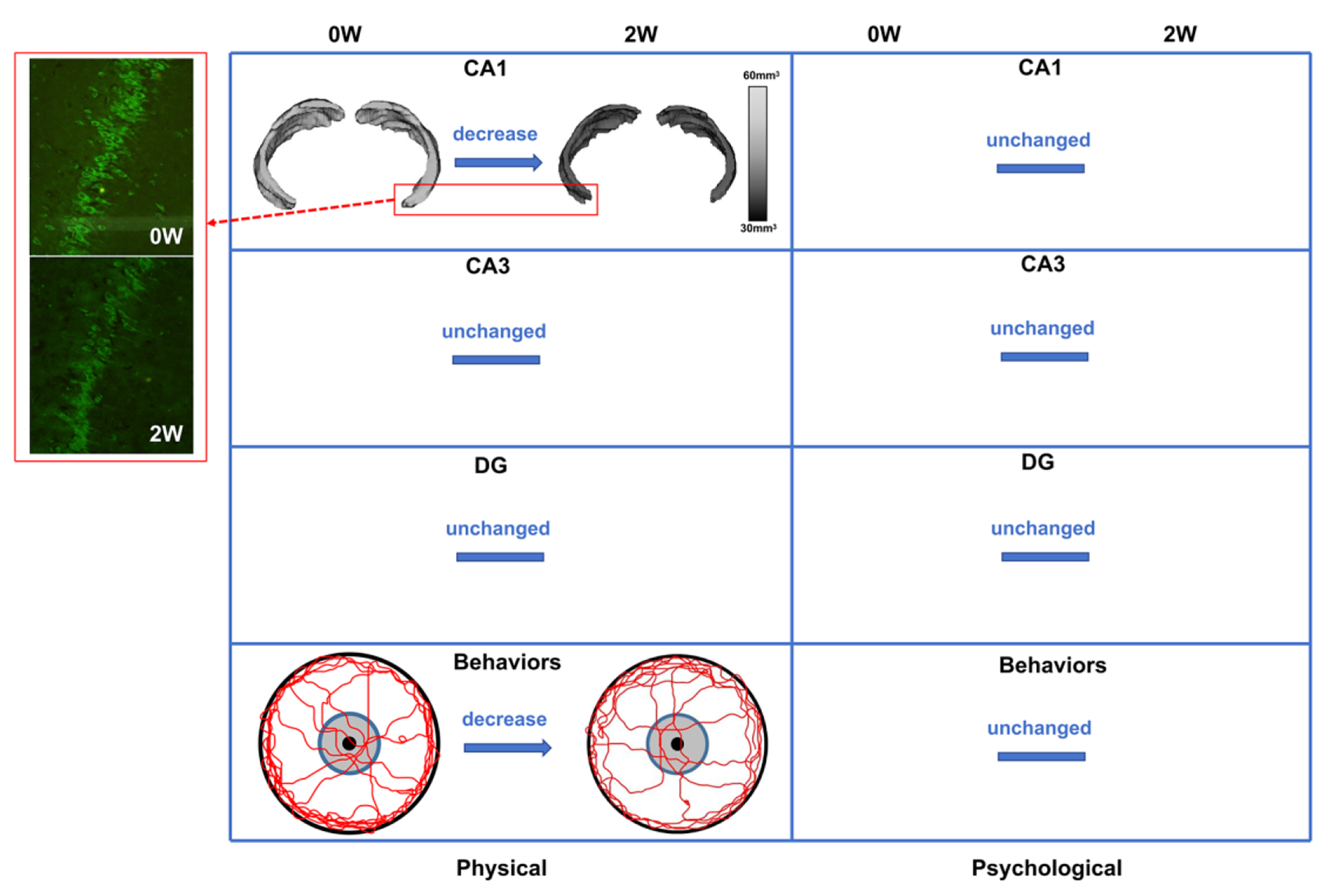 Correction: Differences of physical vs. psychological stress: evidences from glucocorticoid receptor expression, hippocampal subfields injury, and behavioral abnormalities