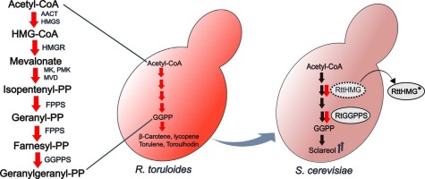 The potential of R. toruloides mevalonate pathway genes in increasing isoprenoid yields in S. cerevisiae: Evaluation of GGPPS and HMG-CoA reductase