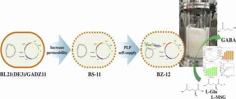 Efficient production of γ-aminobutyric acid using engineered Escherichia coli whole-cell catalyst