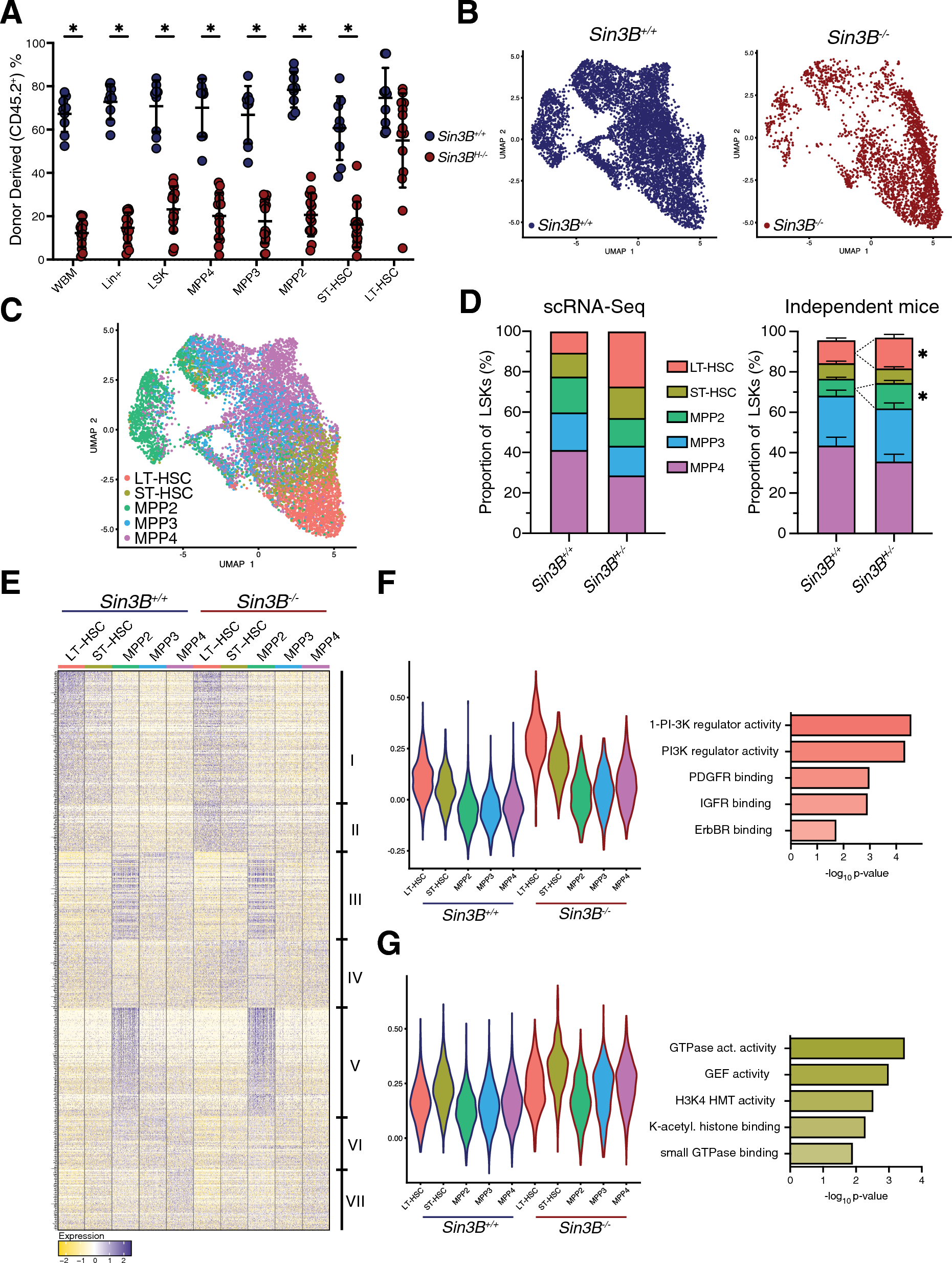 Chromatin accessibility and cell cycle progression are controlled by the HDAC-associated Sin3B protein in murine hematopoietic stem cells