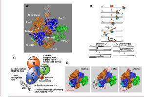 Chi hotspot Control of RecBCD Helicase-nuclease: Enzymatic Tests Support the Intramolecular Signal-transduction Model