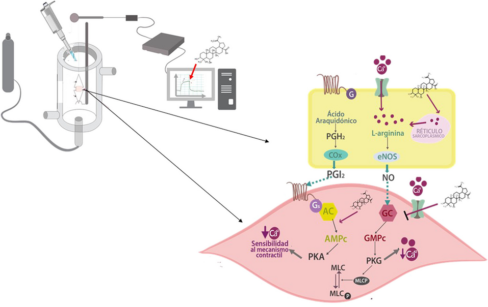 Vasorelaxant Effect of 6β-Hydroxybetulinic Acid