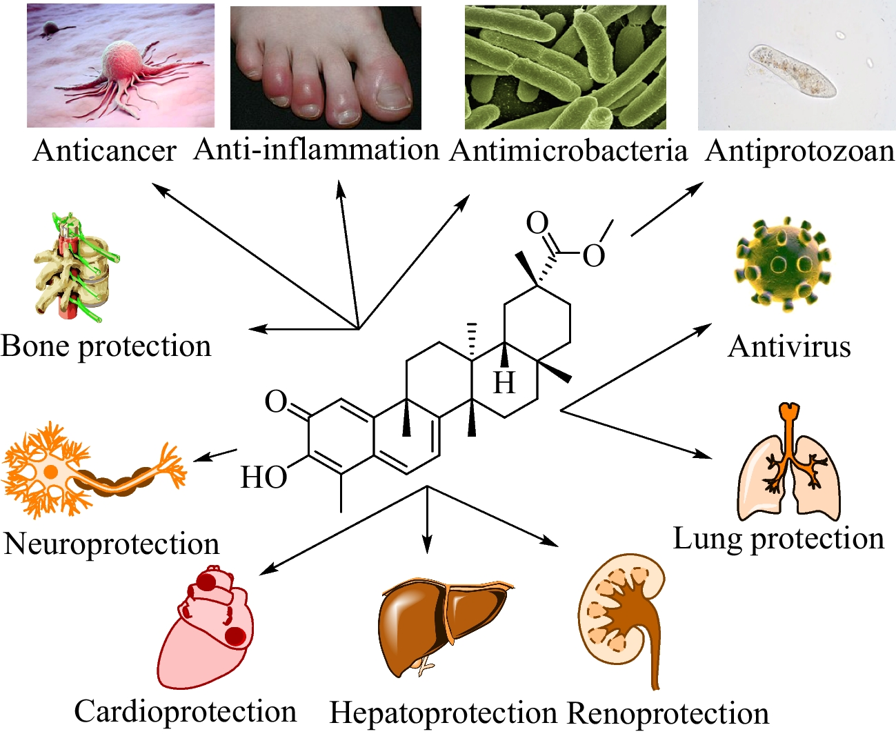 Pristimerin: Natural Occurrence, Biosynthesis, Pharmacology, and Pharmacokinetics