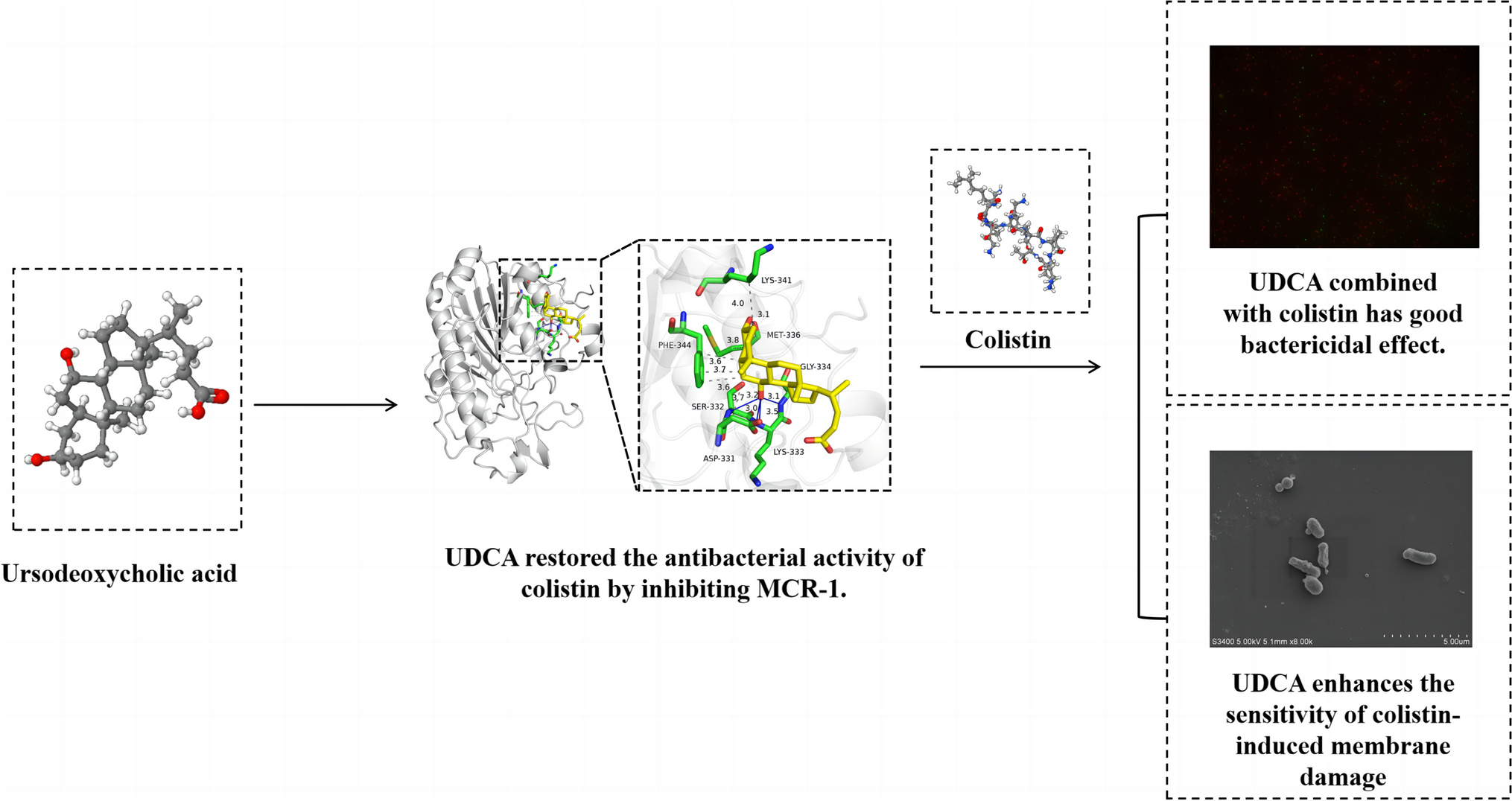 Ursodeoxycholic Acid Enhances the Antibacterial Activity of Colistin by Inhibiting MCR-1