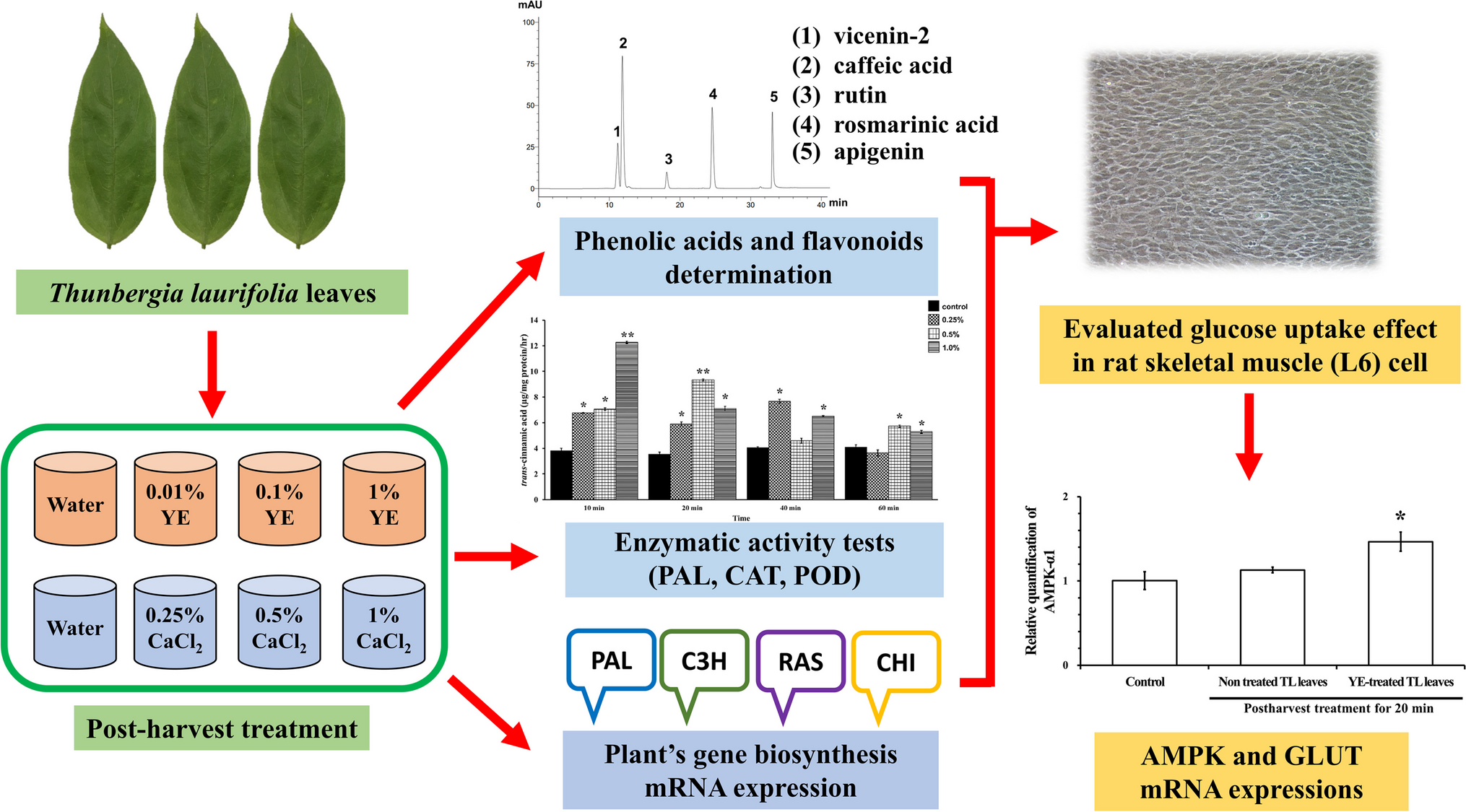 Enhanced Bioactive Constituents and Improved AMPK and GLUT Dependent Glucose Uptake Effect of Thunbergia laurifolia Leaves by Calcium Chloride and Yeast Extract Elicitors in Postharvest Treatment
