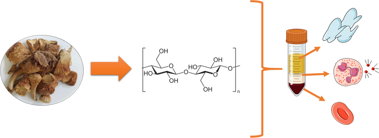 Physicochemical Characterization and Biological Evaluation of Agaricus subrufescens Polysaccharides in Human Blood Cells