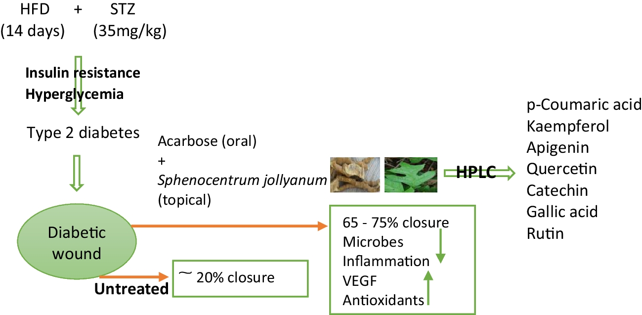 Co-administration of Acarbose with Aqueous Extract of Root and Leaf of Sphenocentrum jollyanum Accelerates Wound Closure in Type 2 Diabetic Rats