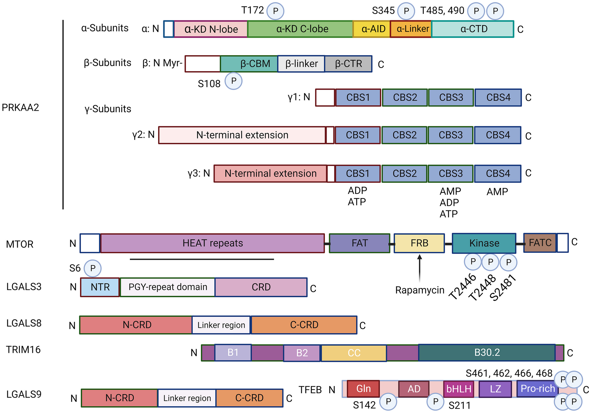 PRKAA2, MTOR, and TFEB in the regulation of lysosomal damage response and autophagy