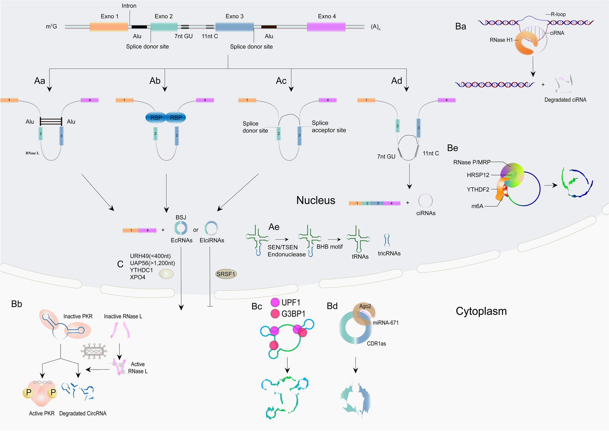 Circular RNAs: Regulators of endothelial cell dysfunction in atherosclerosis