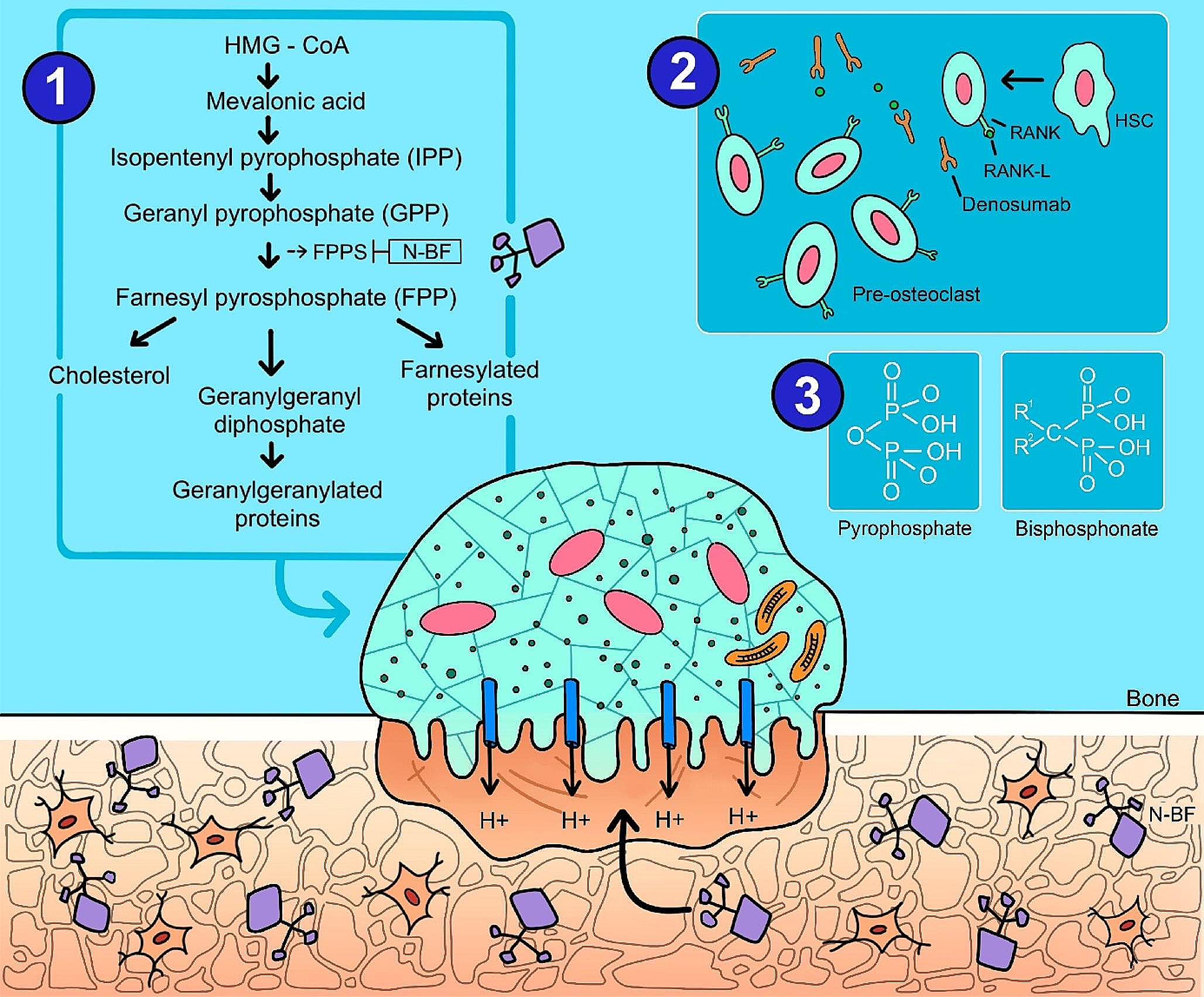 Etiopathogenesis of medication-related osteonecrosis of the jaws: a review