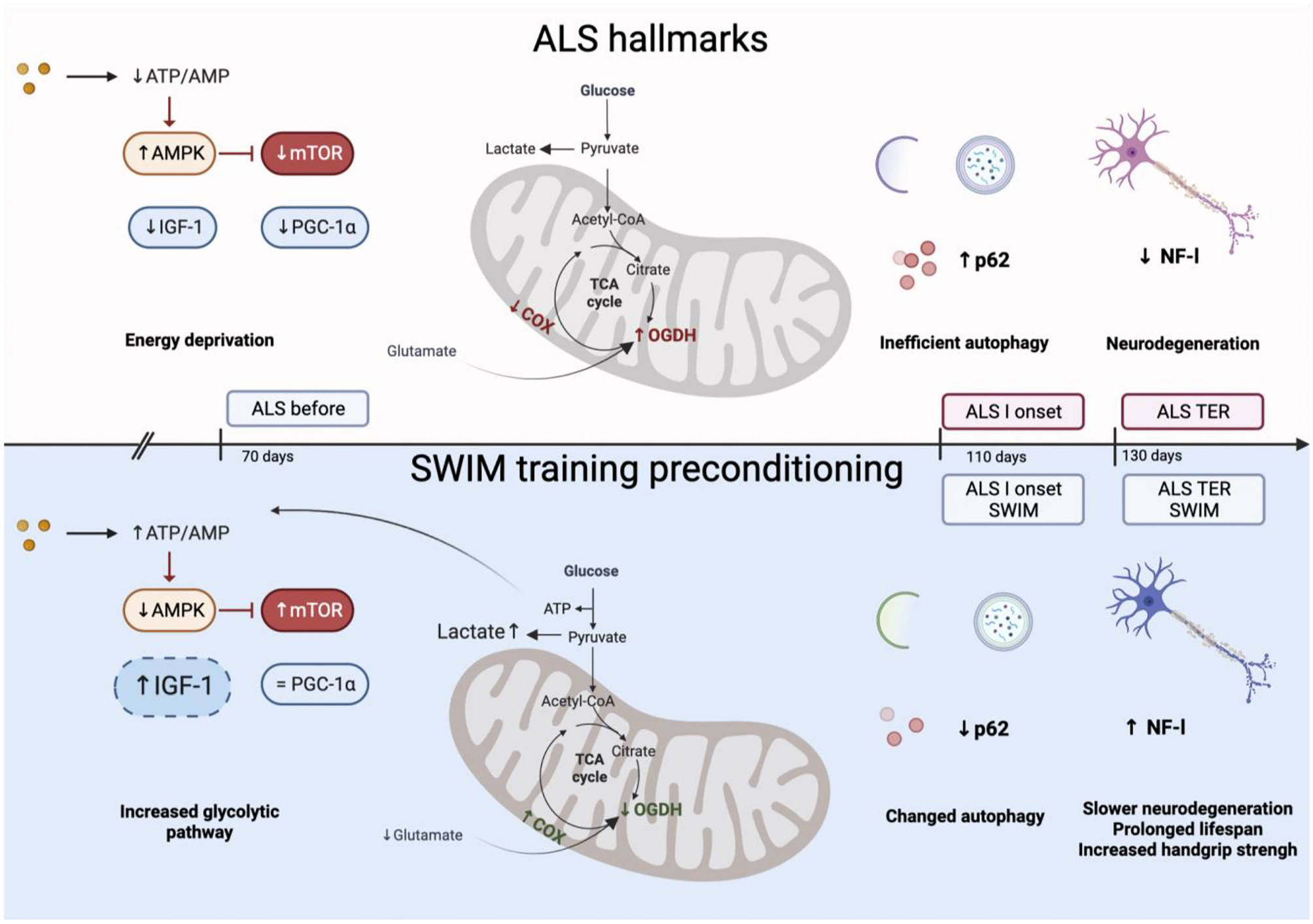 Spinal cord abnormal autophagy and mitochondria energy metabolism are modified by swim training in SOD1-G93A mice