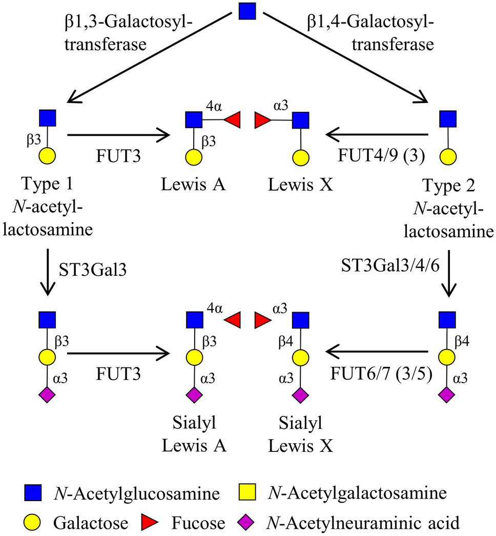 Altered expression of Sialyl Lewis X in experimental models of Parkinson’s disease