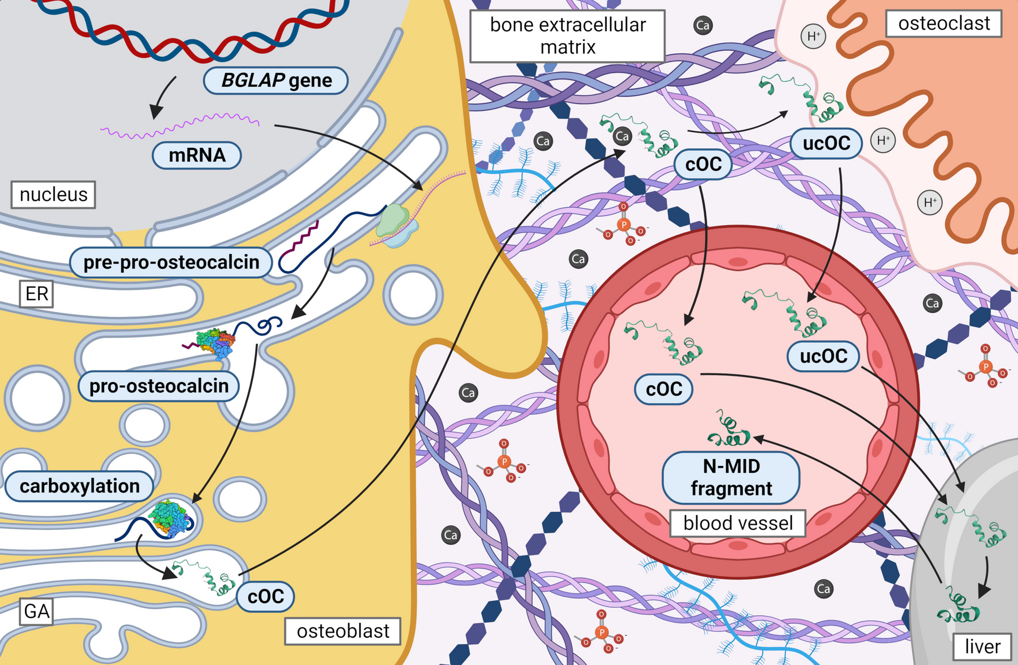 Current knowledge of bone-derived factor osteocalcin: its role in the management and treatment of diabetes mellitus, osteoporosis, osteopetrosis and inflammatory joint diseases