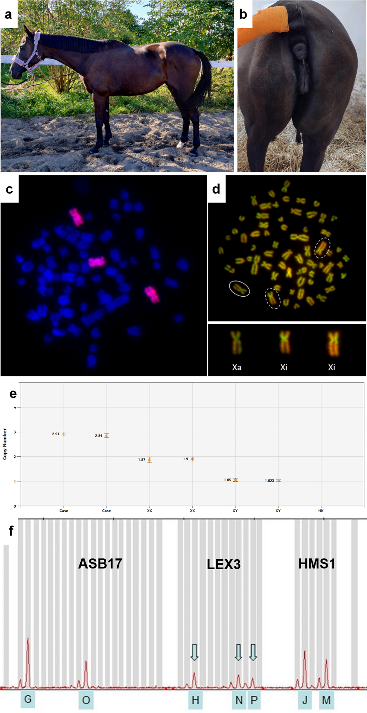 A case of non-mosaic X trisomy (65,XXX) in a Thoroughbred mare confirmed by cytogenetic and molecular analysis
