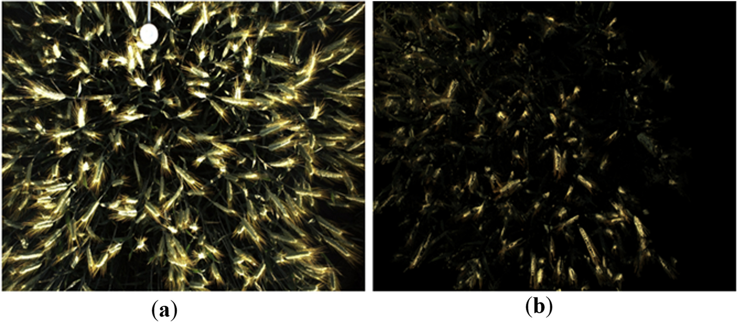 Triticale field phenotyping using RGB camera for ear counting and yield estimation