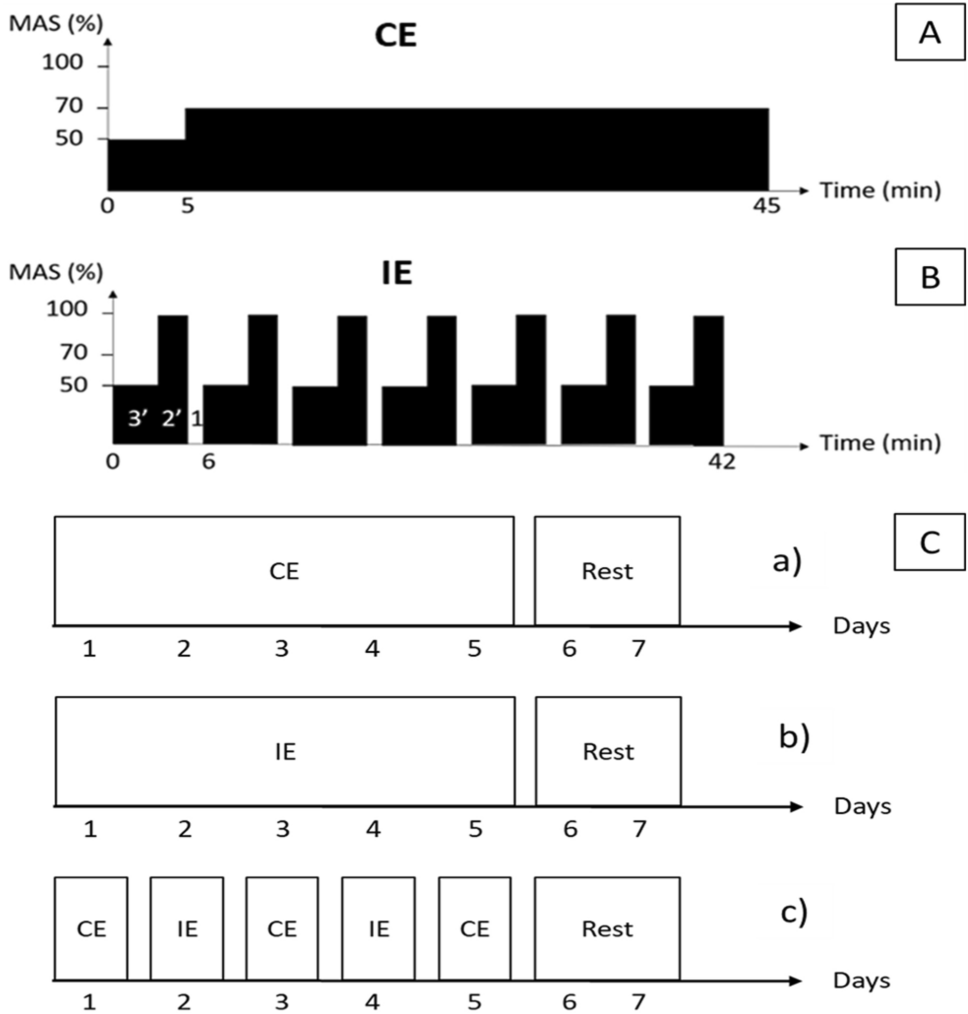 Comparative effects of various running exercise modalities on femoral bone quality in rats