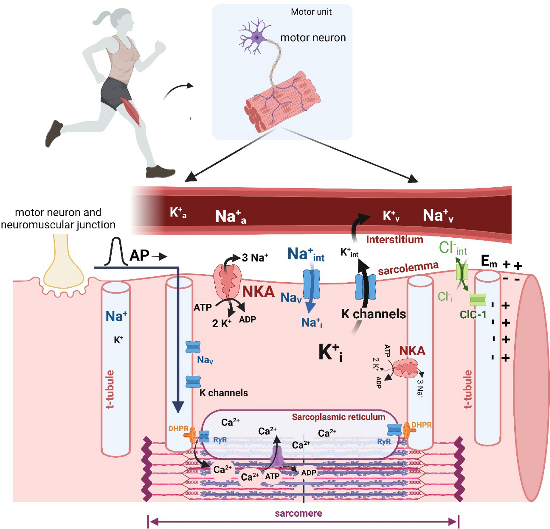 A century of exercise physiology: effects of muscle contraction and exercise on skeletal muscle Na+,K+-ATPase, Na+ and K+ ions, and on plasma K+ concentration—historical developments