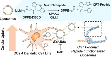 Calreticulin P-domain-derived “Eat-me” peptides for enhancing liposomal uptake in dendritic cells