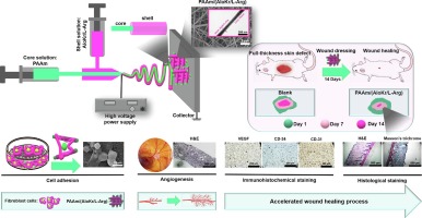 Core-shell nanofibers containing L-arginine stimulates angiogenesis and full thickness dermal wound repair