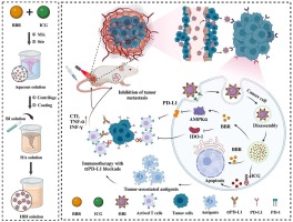 A self-assembly active nanomodulator based on berberine for photothermal immunotherapy of breast cancer via dual regulation of immune suppression