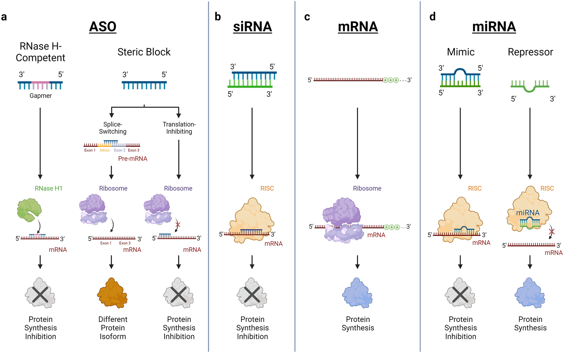Targeting Lipoprotein(a): Can RNA Therapeutics Provide the Next Step in the Prevention of Cardiovascular Disease?