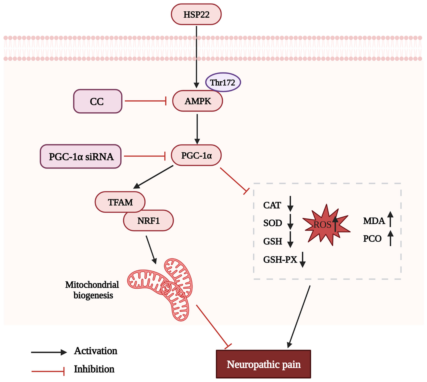 Heat Shock Protein 22 Attenuates Nerve Injury-induced Neuropathic Pain Via Improving Mitochondrial Biogenesis and Reducing Oxidative Stress Mediated By Spinal AMPK/PGC-1α Pathway in Male Rats