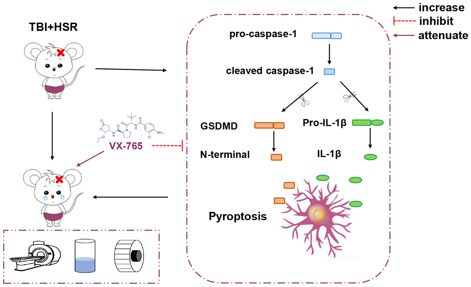VX-765 Alleviates Circadian Rhythm Disorder in a Rodent Model of Traumatic Brain Injury Plus Hemorrhagic Shock and Resuscitation