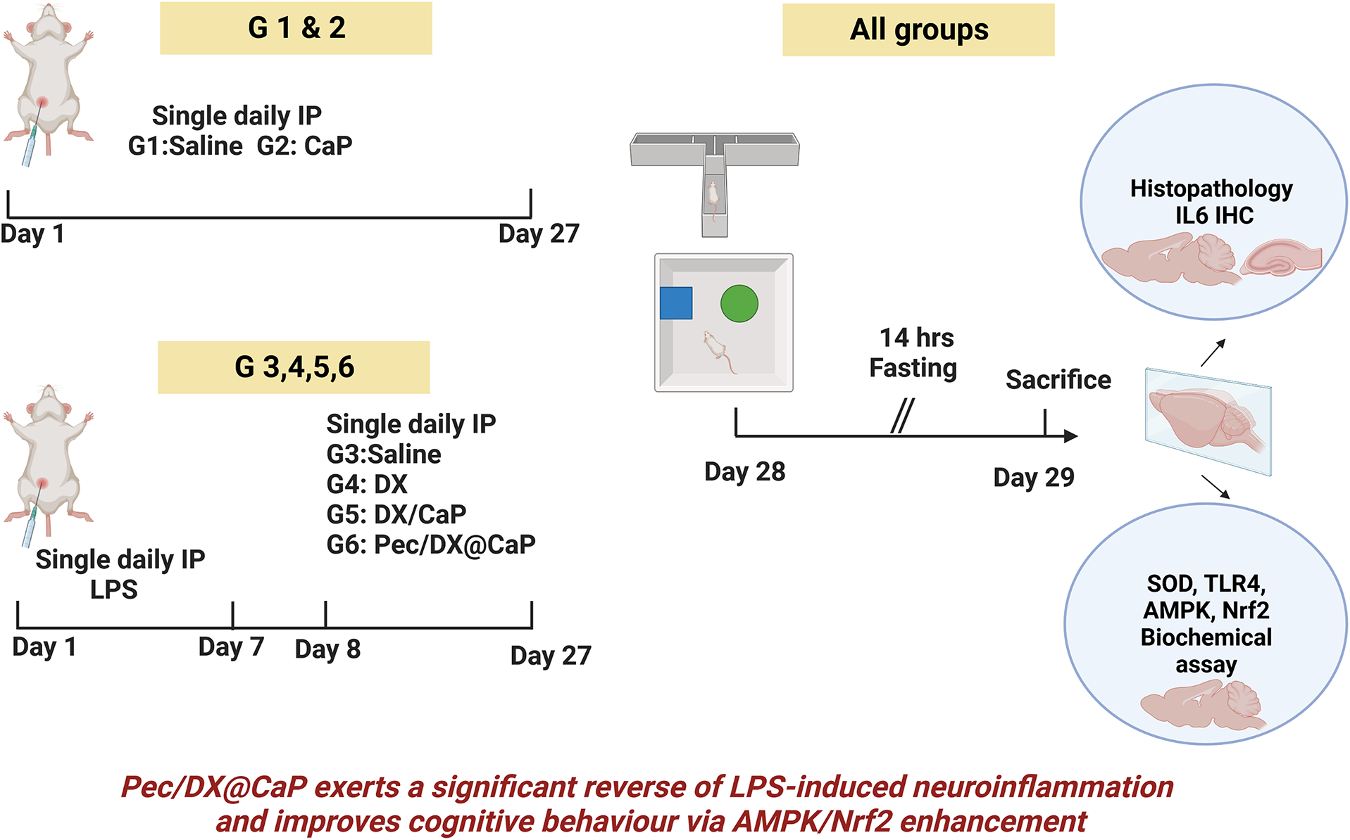 Doxycycline-Loaded Calcium Phosphate Nanoparticles with a Pectin Coat Can Ameliorate Lipopolysaccharide-Induced Neuroinflammation Via Enhancing AMPK