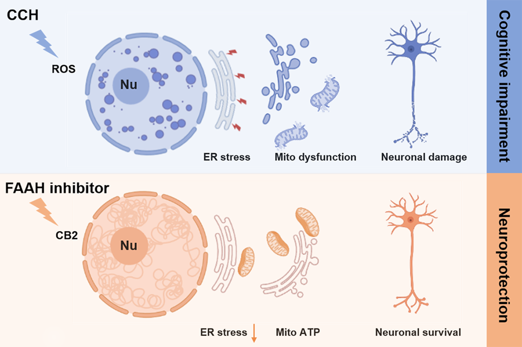 Alleviating CB2-Dependent ER Stress and Mitochondrial Dysfunction Improves Chronic Cerebral Hypoperfusion-Induced Cognitive Impairment