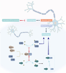 Nur77 increases mitophagy and decreases aggregation of α-synuclein by modulating the p-c-Abl/p-PHB2 Y121 in α-synuclein PFF SH-SY5Y cells and mice