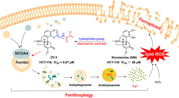 Identification of a ferritinophagy inducer via sinomenine modification for the treatment of colorectal cancer