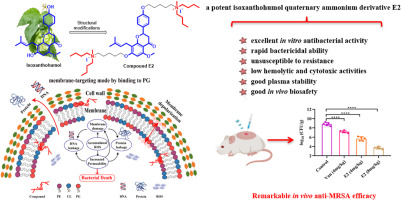 Novel membrane-targeting isoxanthohumol-amine conjugates for combating methicillin-resistant Staphylococcus aureus (MRSA) infections