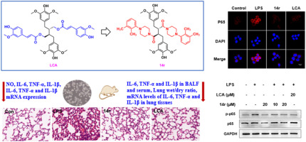Total synthesis and structural modification of the dibenzylbutane lignan LCA as a potent anti-inflammatory agent against LPS-induced acute lung injury