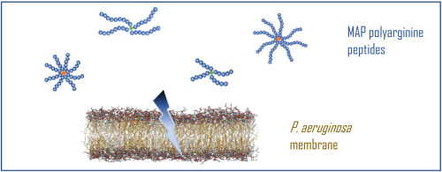 The antibacterial properties of branched peptides based on poly(l-arginine): In vitro antibacterial evaluation and molecular dynamic simulations