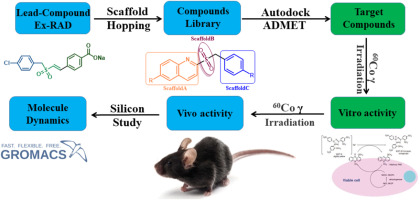 Design, synthesis, biological evaluation and in silico studies of novel quinoline derivatives as potential radioprotective molecules targeting the TLR2 and p53 pathways