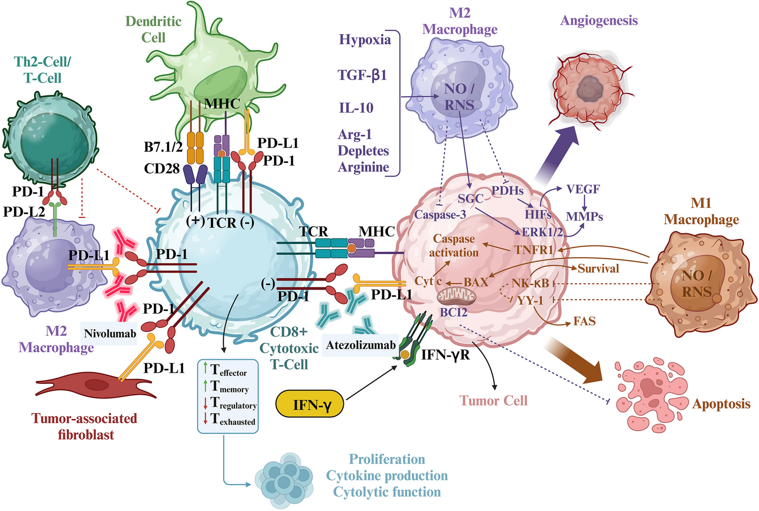 Comprehensive assessment of TECENTRIQ® and OPDIVO®: analyzing immunotherapy indications withdrawn in triple-negative breast cancer and hepatocellular carcinoma
