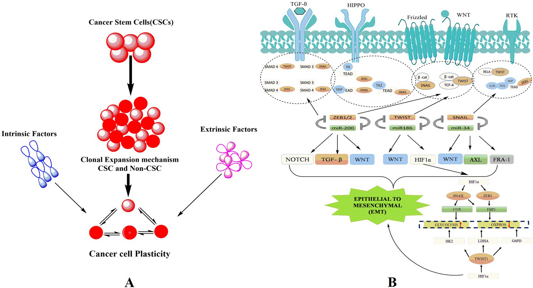 Cancer cell plasticity: from cellular, molecular, and genetic mechanisms to tumor heterogeneity and drug resistance