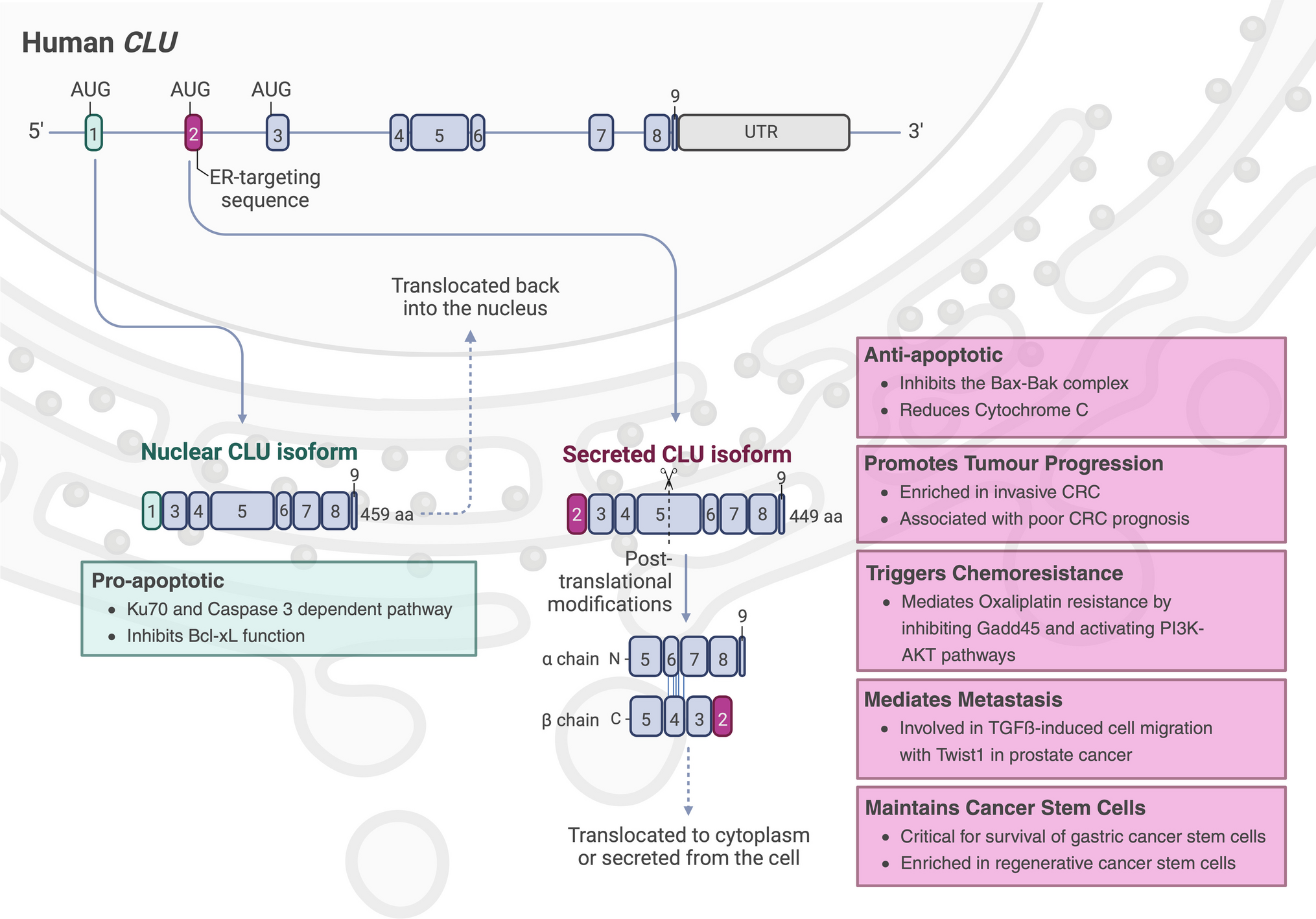 Clusterin: a marker and mediator of chemoresistance in colorectal cancer