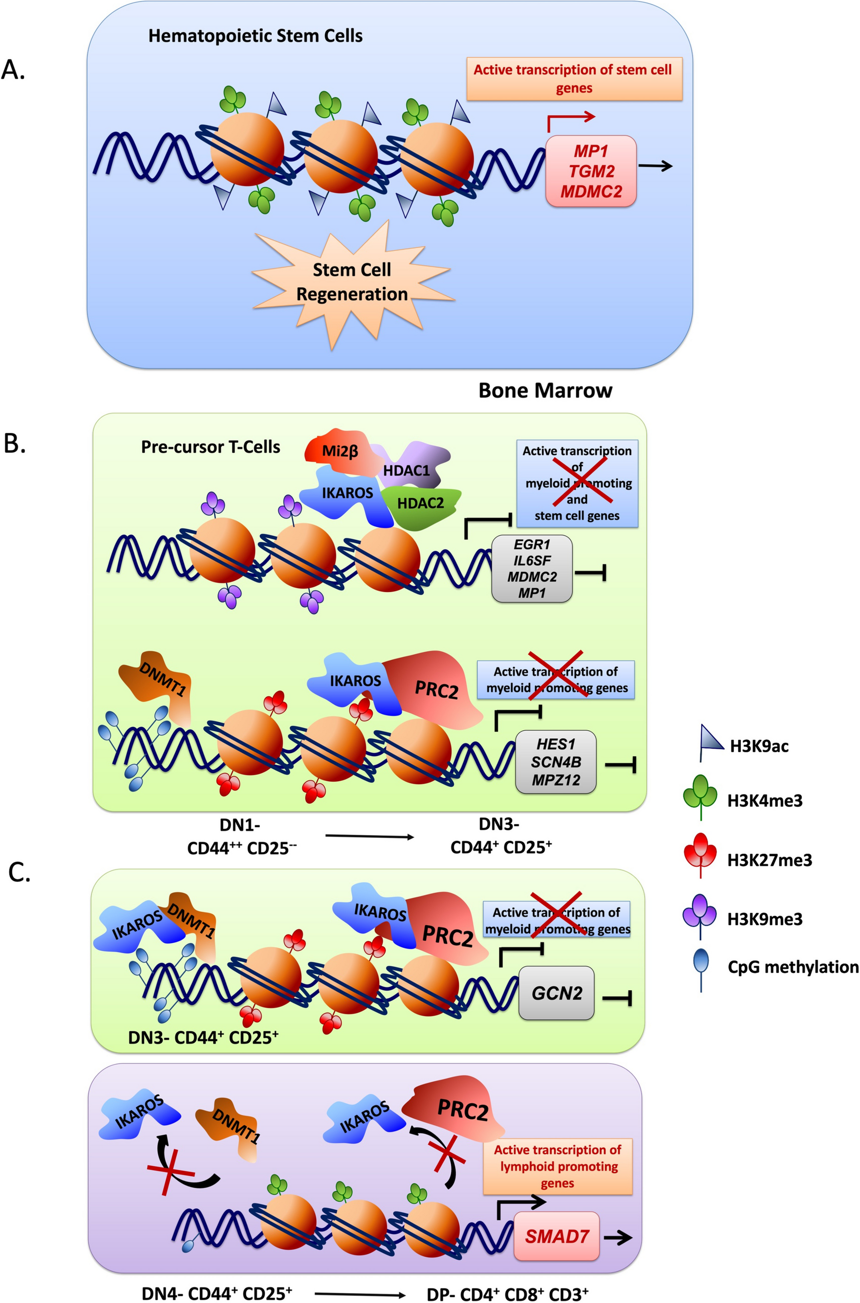 Epigenetic reprogramming of T cells: unlocking new avenues for cancer immunotherapy