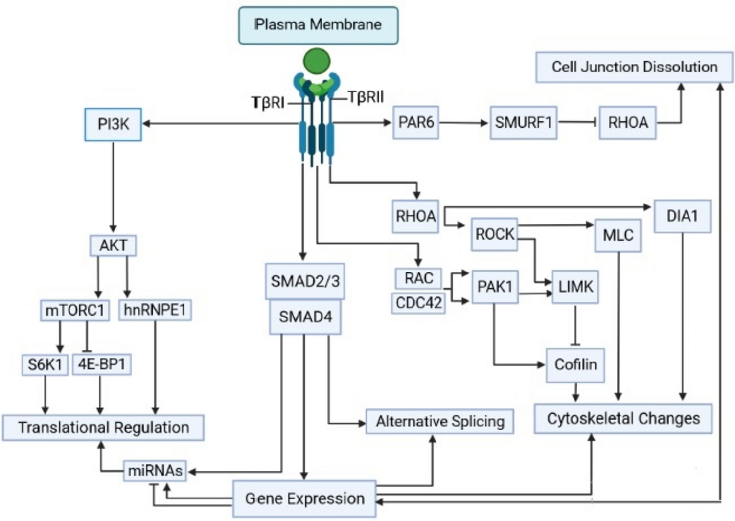 Harnessing function of EMT in cancer drug resistance: a metastasis regulator determines chemotherapy response