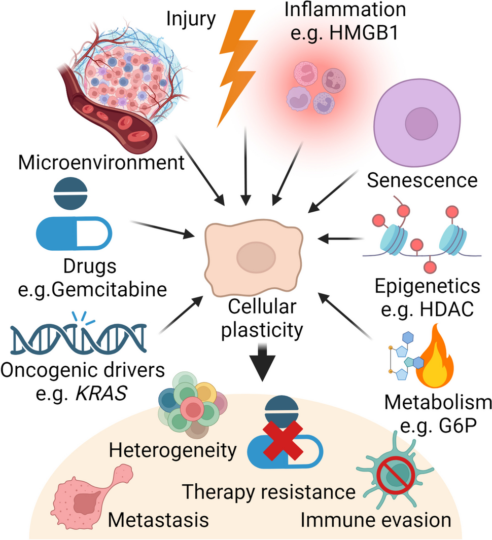Deciphering cellular plasticity in pancreatic cancer for effective treatments