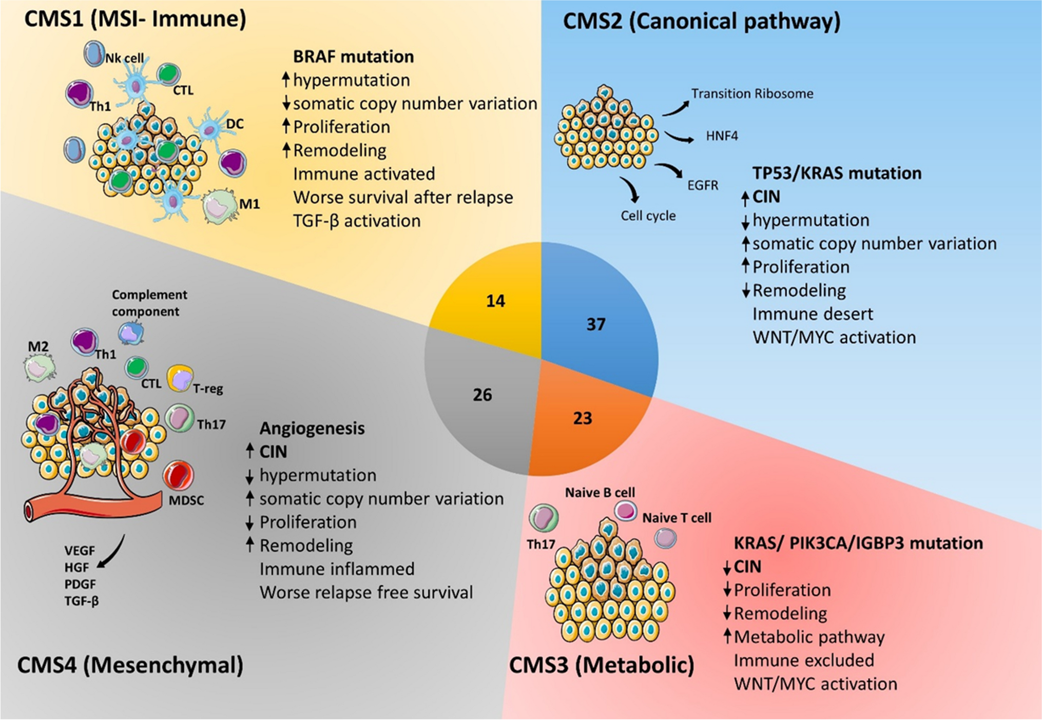 Colorectal cancer: a comprehensive review of carcinogenesis, diagnosis, and novel strategies for classified treatments