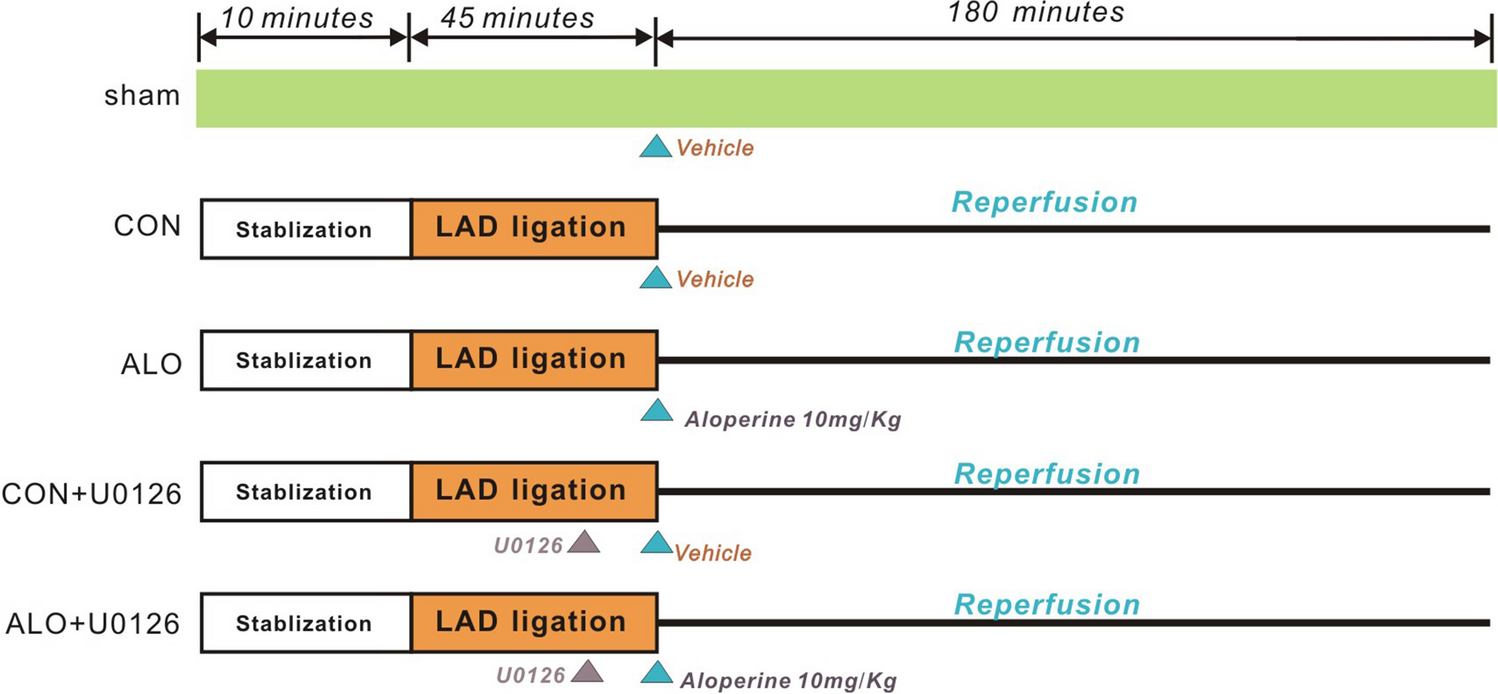 Aloperine Alleviates Myocardial Injury Induced by Myocardial Ischemia and Reperfusion by Activating the ERK1/2/β-catenin Signaling Pathway