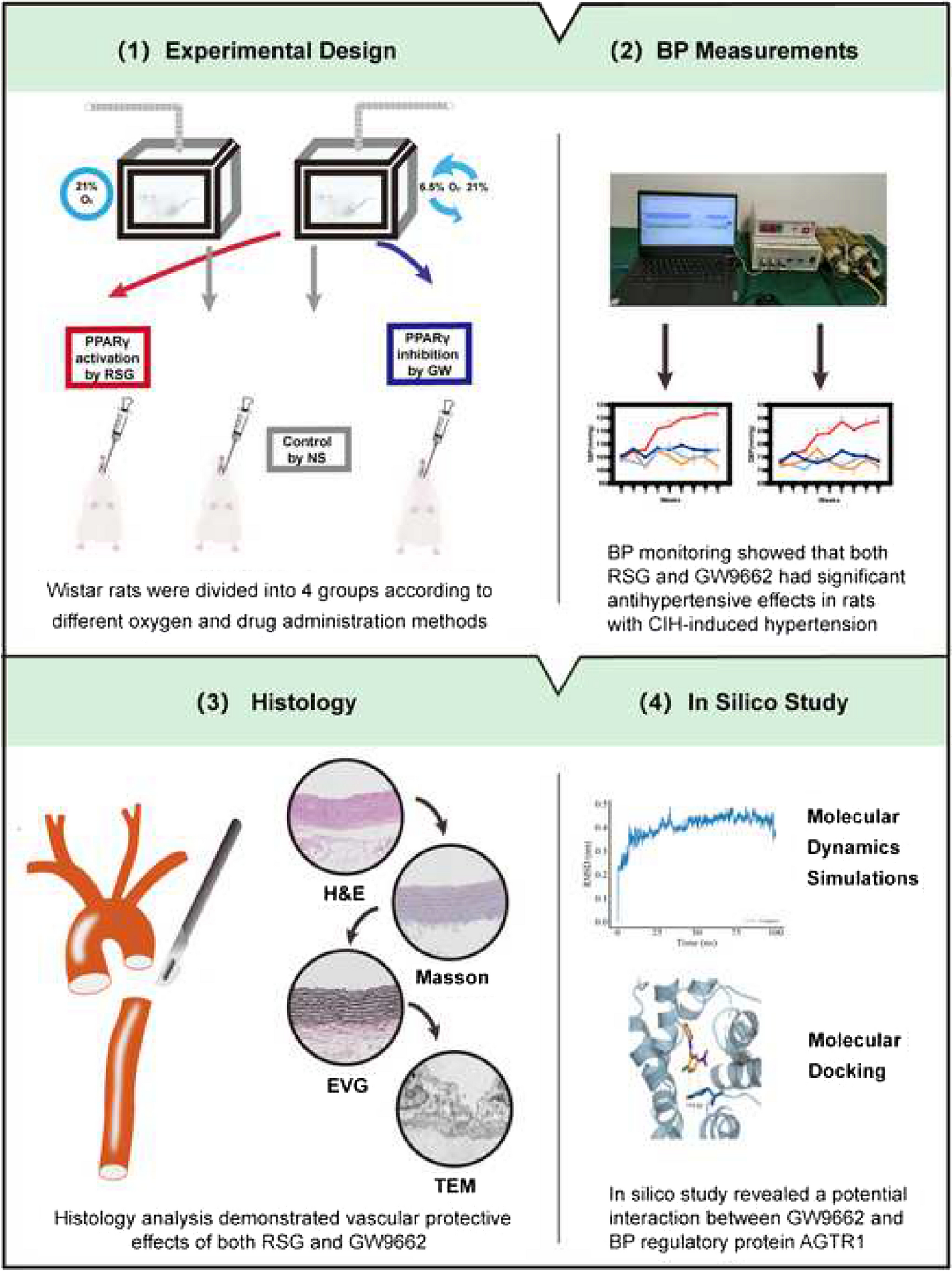 PPARγ Agonist Rosiglitazone and Antagonist GW9662: Antihypertensive Effects on Chronic Intermittent Hypoxia-Induced Hypertension in Rats