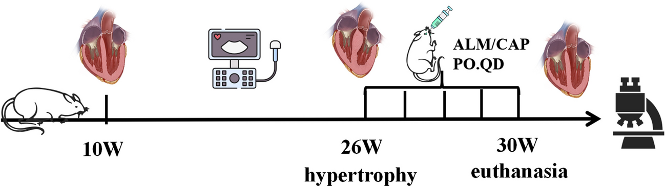 Lipoamide Attenuates Hypertensive Myocardial Hypertrophy Through PI3K/Akt-Mediated Nrf2 Signaling Pathway