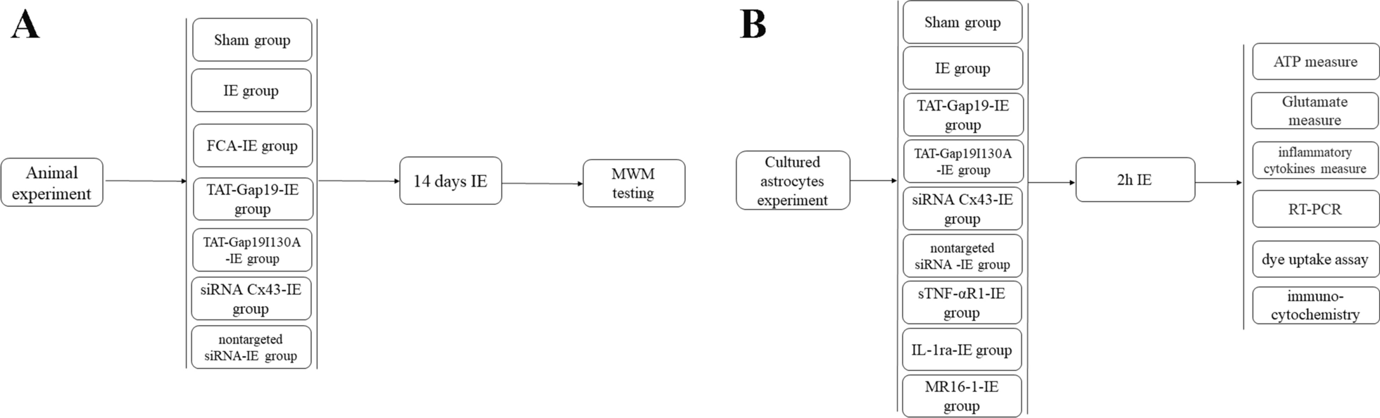 Inhibition of astroglial hemichannels ameliorates infrasonic noise induced short-term learning and memory impairment