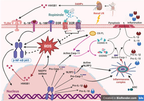 Demotion of canonical/non-canonical inflammasome and pyroptosis alleviates ischemia/reperfusion-induced acute kidney injury: Novel role of the D2/D3 receptor agonist ropinirole