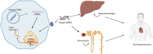siRNA as potential therapeutic strategy for hypertension