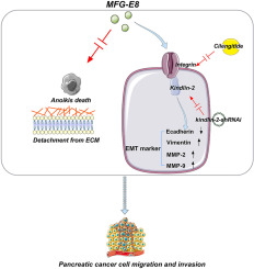 MFG-E8 induces epithelial-mesenchymal transition and anoikis resistance to promote the metastasis of pancreatic cancer cells