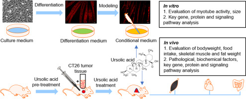 Ursolic acid alleviates cancer cachexia by inhibiting STAT3 signaling pathways in C2C12 myotube and CT26 tumor-bearing mouse model